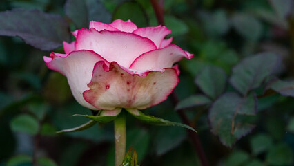 Close up of white and pink rose flower blooming on plant with natural green background