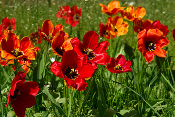 Fototapeta premium Positive spring.Opened head of a red tulip with stamens on lawn