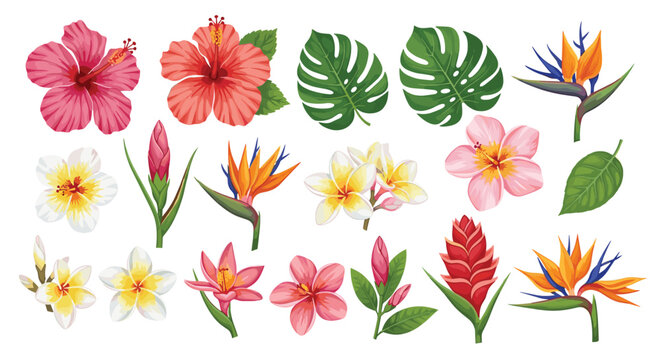 Large set of tropical flora featuring hibiscus flowers bird of paradise blossoms frangipani and lush green monstera and palm leaves.