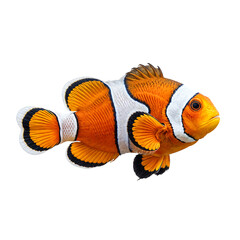 Vibrant Clownfish with Transparent Background