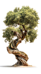 Olive tree with twisted trunk isolated on white background natural organic form muted green tones professional botanical stock photography, Realistic Photo