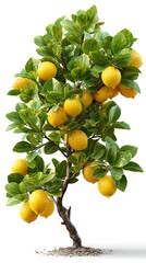 Lemon tree with fruits isolated on white background fresh green leaves bright studio lighting clean commercial stock photo, Realistic Photo