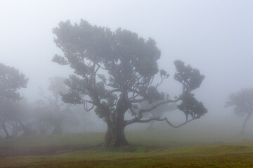 Misty ancient tree in the enchanting Fanal Forest of Madeira Island, Portugal.