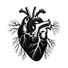 Detailed illustration of human heart anatomy