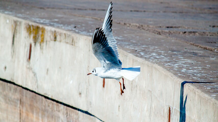 seagull in flight