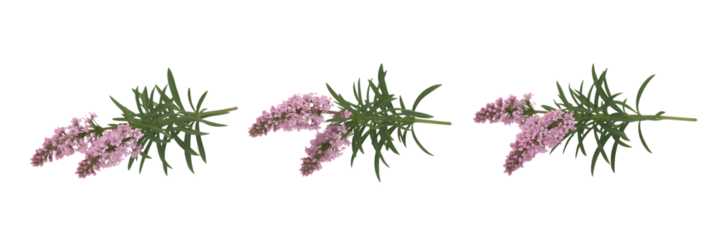 Delicate pink flower branches isolated on transparent background