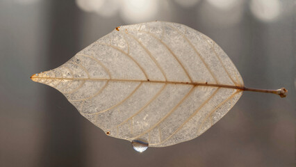 Leaf with Water Droplet in Forest Background, Photography, Tranquil Atmosphere, Macro Perspective