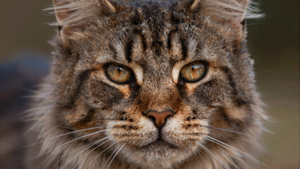 Close-Up Portrait of a Majestic Lynx in Natural Habitat, Wildlife Photography, Serene Environment, Animal Beauty