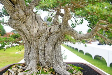 Fototapeta premium Bonsai tree in details and close up