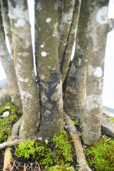 Bonsai tree in details and close up