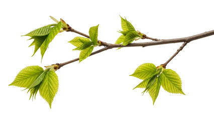 Fresh green leaves branch isolated on white