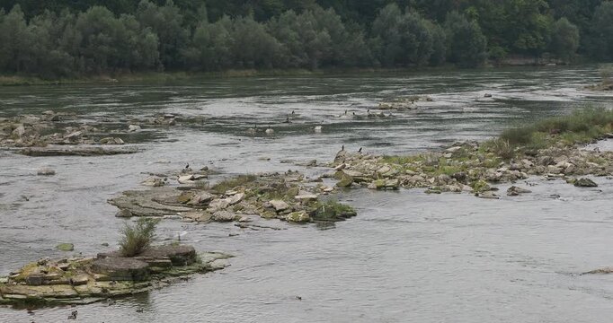 A colony of great cormorants resting on rocks overlooking the fish-rich waters of the Rhine between Germany and Switzerland

