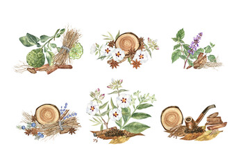 Watercolor clip art of botanical fragrant plants, set of 6 perfume compositions with sandalwood, bergamot, patchouli, labdanum, tobacco, star anise, vetiver. For perfumery projects, art prints, cards