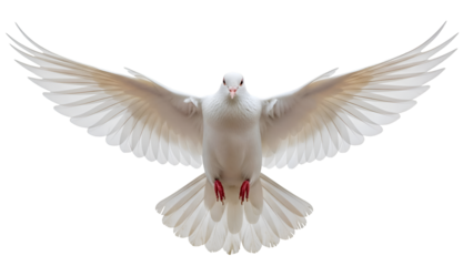 White dove flying with outstretched wings against white background