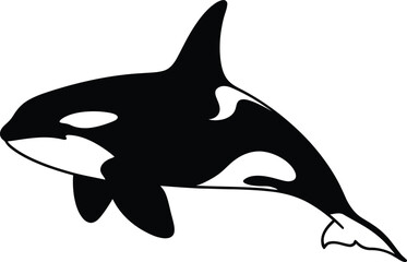 Black and white orca silhouette isolated on transparent background, Vector, illustration © HAFIJA KHATUN