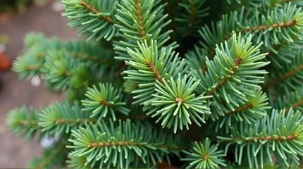 close up of pine needles