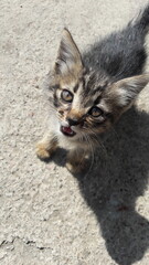 Adorable small kitten gazing directly at the camera, with soft fur and expressive eyes. Perfect for pets, animals, and lifestyle projects.