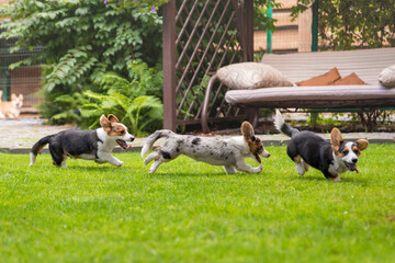 Welsh Corgi Puppies Playing on Grass with Trees Background
