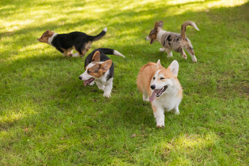 Welsh Corgi Puppies Playing on Grass with Trees Background