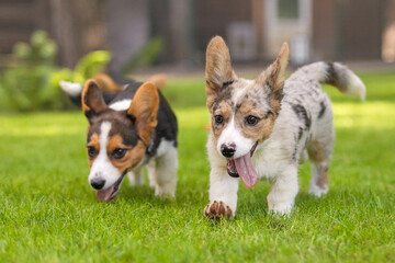 Welsh Corgi Puppies Playing on Grass with Trees Background