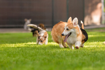 Welsh Corgi Puppies Playing on Grass with Trees Background