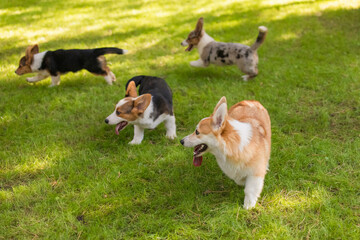 Welsh Corgi Puppies Playing on Grass with Trees Background