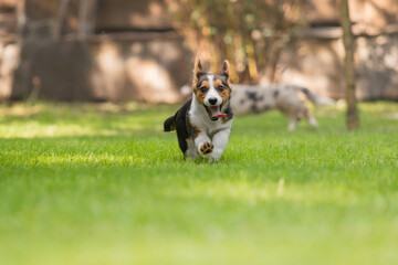 Corgi Dog Running on Green Grass in Park