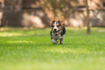 Corgi Dog Running on Green Grass in Park