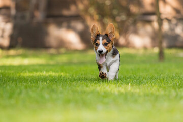 Corgi Dog Running on Green Grass in Park