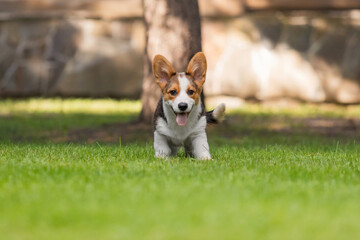 Corgi Dog Running on Green Grass in Park