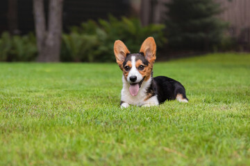 Corgi Dog Resting on Green Grass in Park
