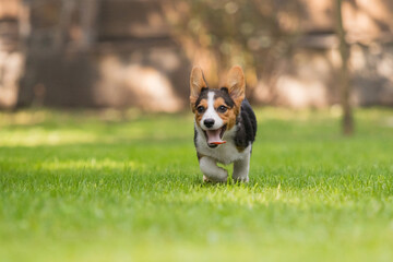 Corgi Dog Running on Green Grass in Park