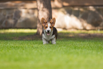 Corgi Dog Running on Green Grass in Park