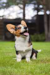 Corgi Dog Resting on Green Grass in Park