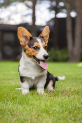 Welsh Corgi Sitting on Green Grass in Park