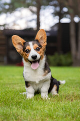 Corgi Dog Resting on Green Grass in Park