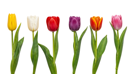 Six Vibrant Tulips in Various Colors Isolated on Transparent Background