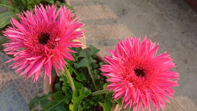 Closeup video of  Zinnia elegans