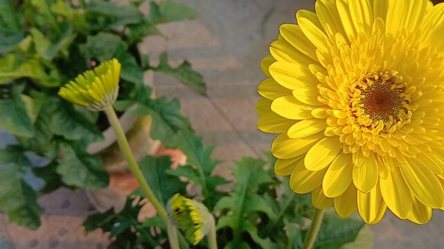 Closeup video of  Zinnia elegans