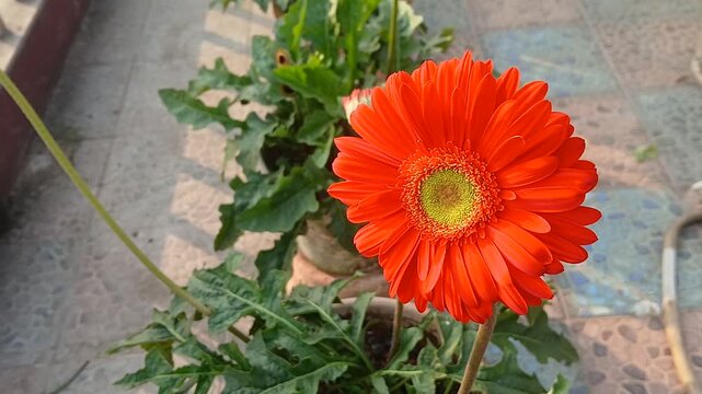 Closeup video of  Zinnia elegans