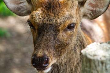 portrait of a young deer