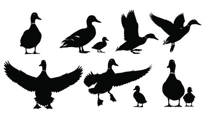 Obraz premium Ducks black silhouettes set various poses waterfowl collection bird nature fauna wildlife farm animal pond creature flying vector illustration