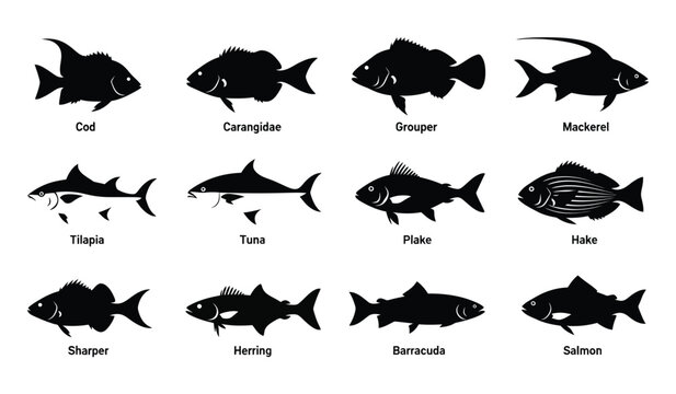 Set of black fish silhouettes with names isolated on white background various species of marine animals