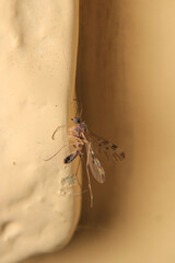 cotesia wasp insect macro photo	
