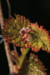 greater quaking grass plant macro photo