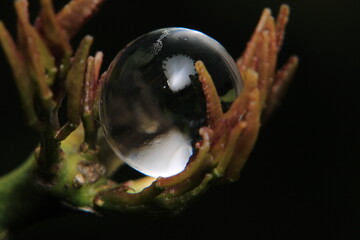 Macro photograph of a white water ball among the grass.