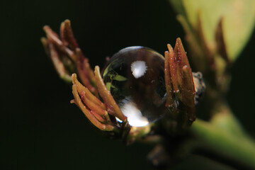 Macro photograph of a white water ball among the grass.