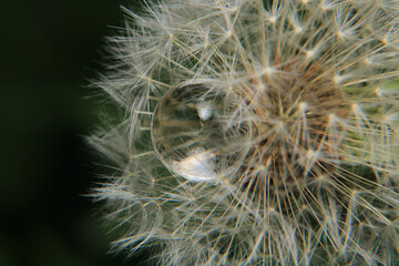 Macro photograph of a white water ball among the grass.