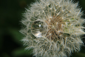 Macro photograph of a white water ball among the grass.