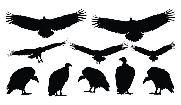 Vulture bird silhouettes collection flying and standing poses black vector illustration isolated on white background